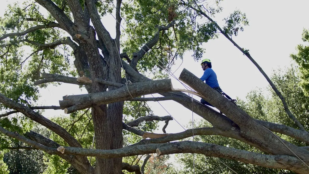 Professional Hazardous Tree Removal performed by certified arborists in Nutley